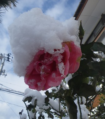 薔薇の花