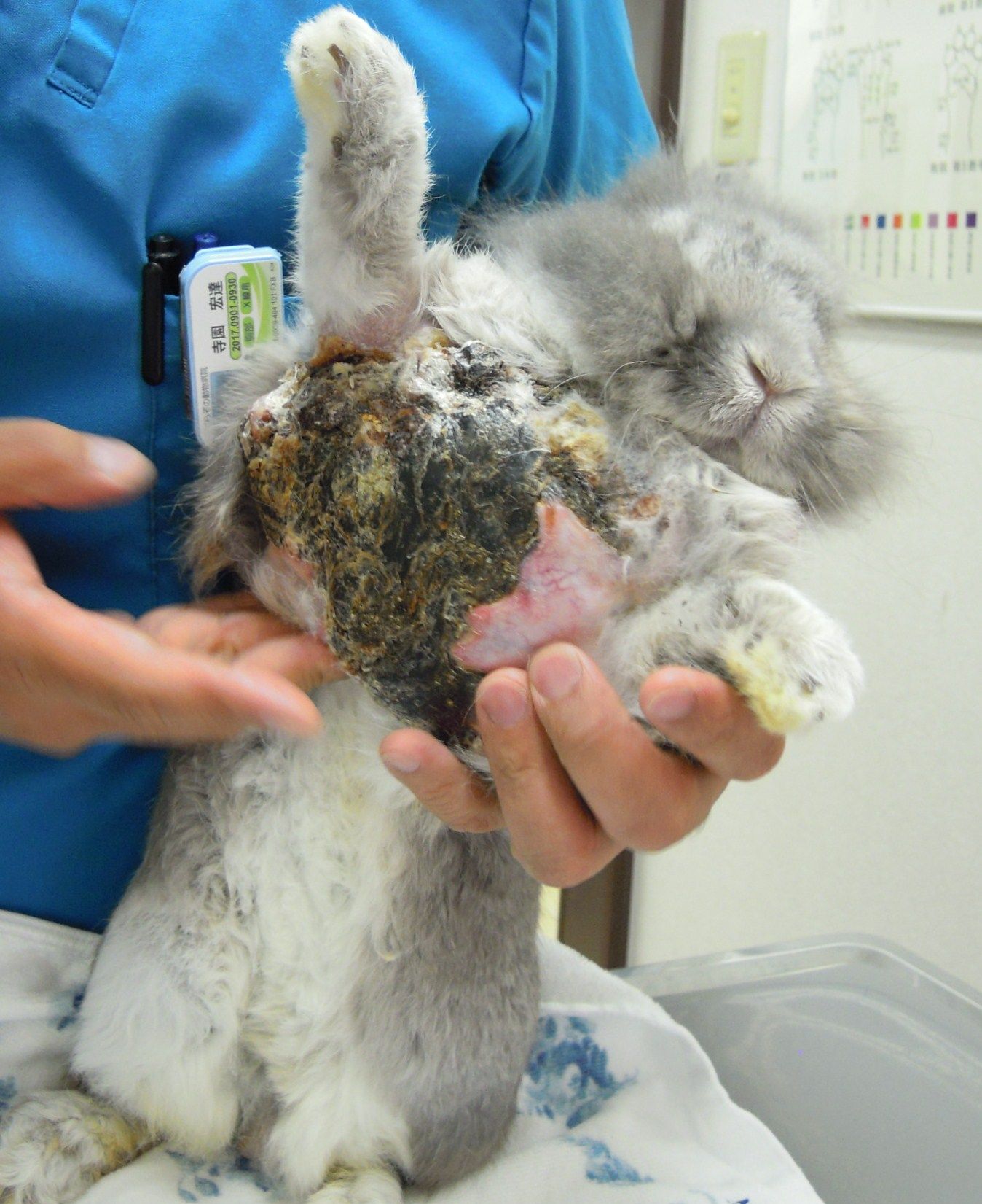 うさぎ なんだかとっても臭くなる ウサミンc 楽天ブログ