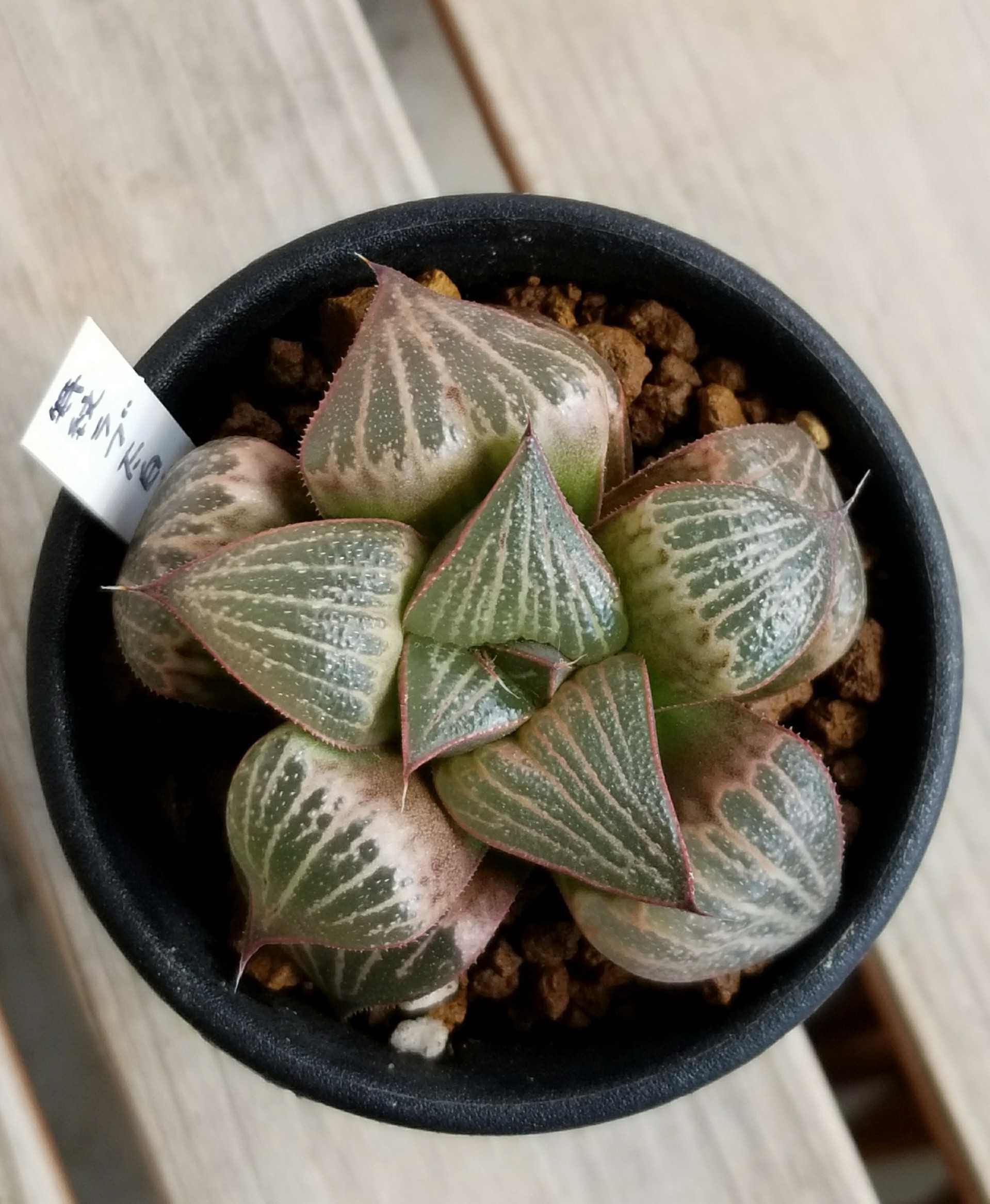 Haworthia Splendens LOVE. | デルオの多肉日記 - 楽天ブログ