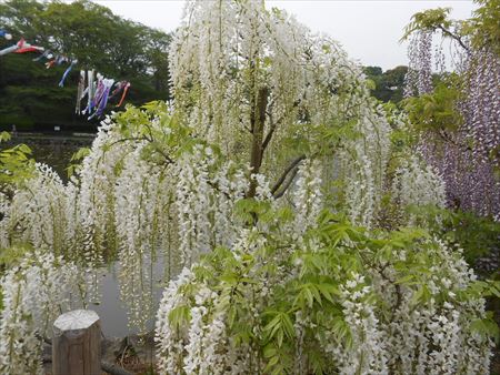 蓮華寺池公園　藤の花