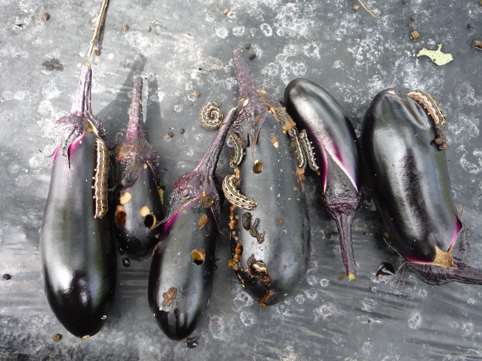 ちびキュウリ発見 ナスにヨトウムシぞろぞろ アラ古希夫婦の菜園生活 楽天ブログ