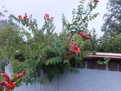 ノウゼンカズラ