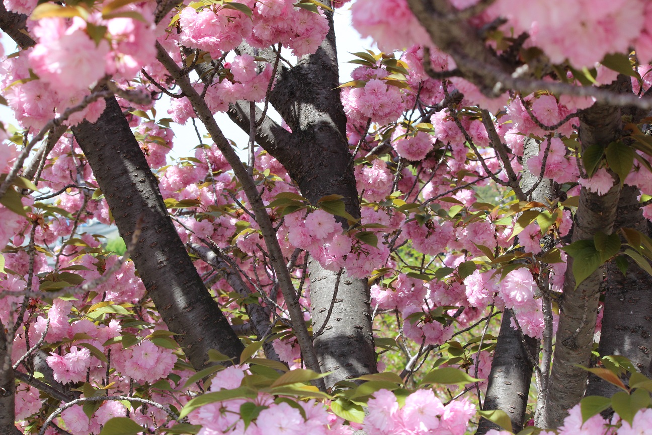 公園の八重桜２