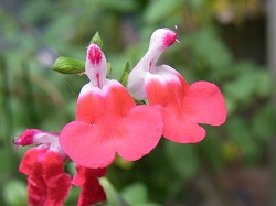 チェリーセージ