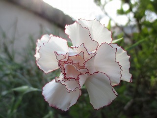 IMG_6657ss.jpg