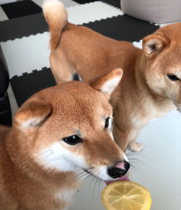 犬の好き嫌い 豆柴まるはなの花マル日和 楽天ブログ