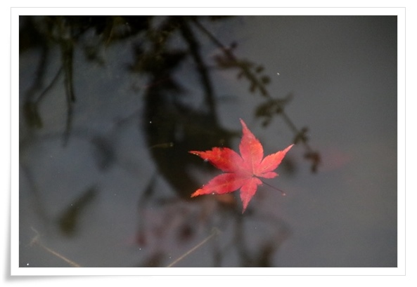 北部公園-25 蓮池-11 15.11.14