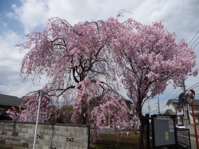 576 しだれ桜