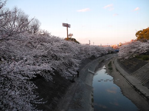sakura4.jpg