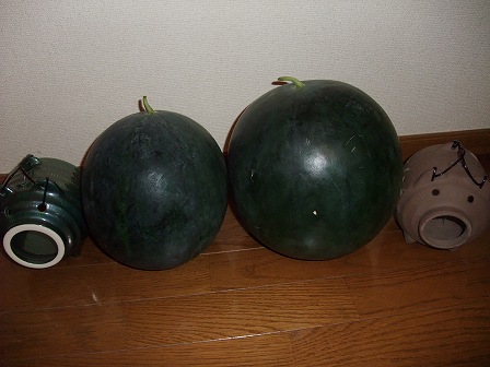 タヒチスイカ　3個目、4個目　20120826