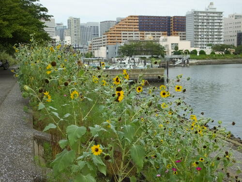 しながわ花海道