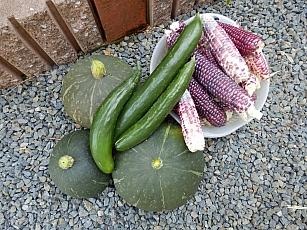 野菜たち