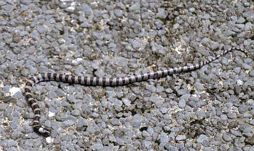 シロマダラ 死んだふりじゃなさそう 二代目館長日記 楽天ブログ