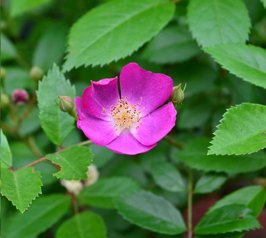 DSC_0387.JPG