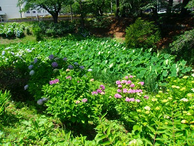 お堀の蓮と紫陽花.jpg