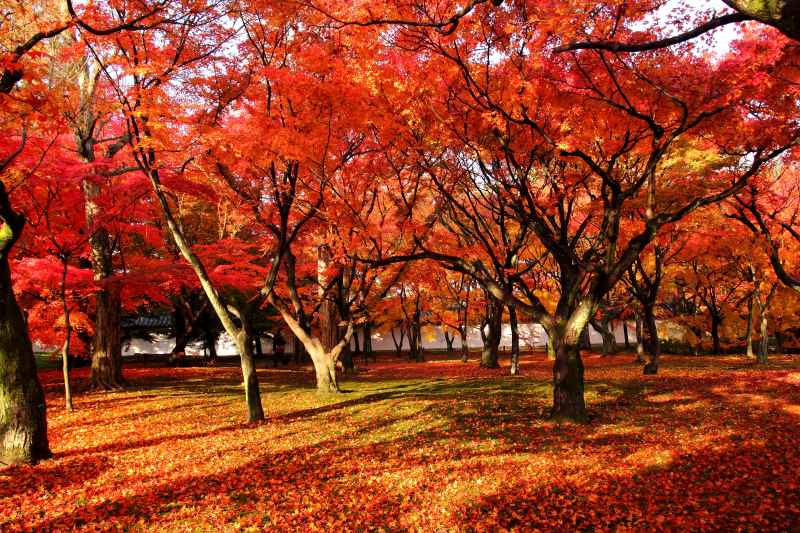 通天橋庭園_011.jpg