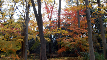 DSCN0671 コピー.JPG