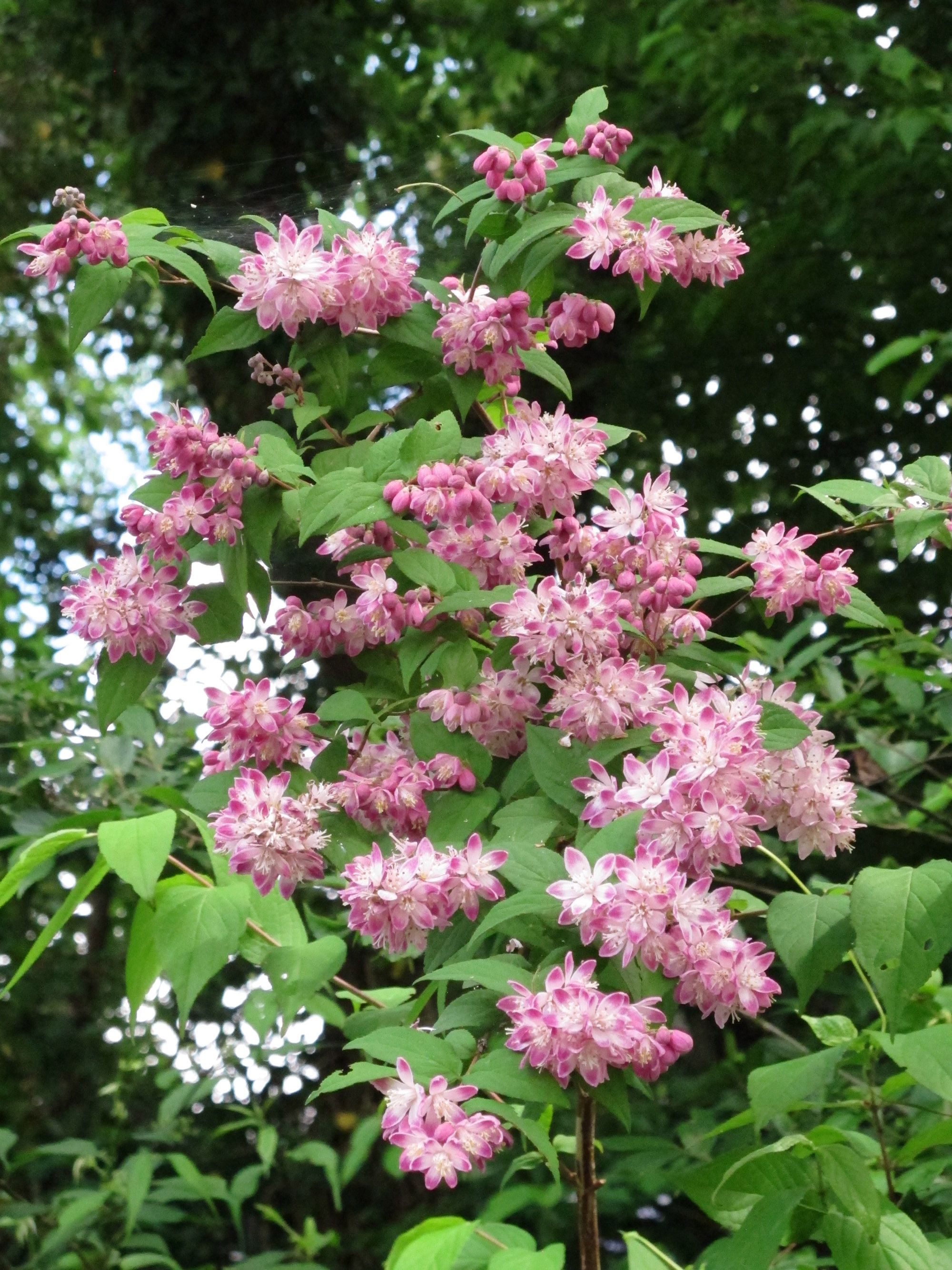 土浦市中高津で見つけたピンクのウツギ 花の写真 楽天ブログ