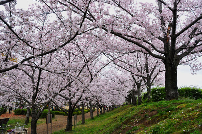 桜３
