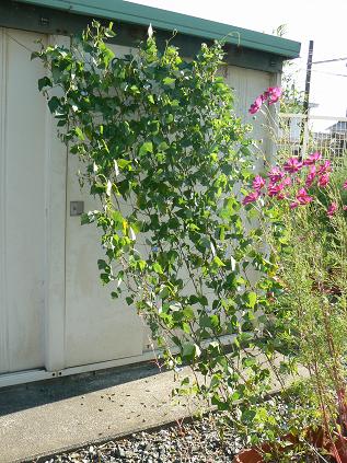 130911シカクマメ.JPG
