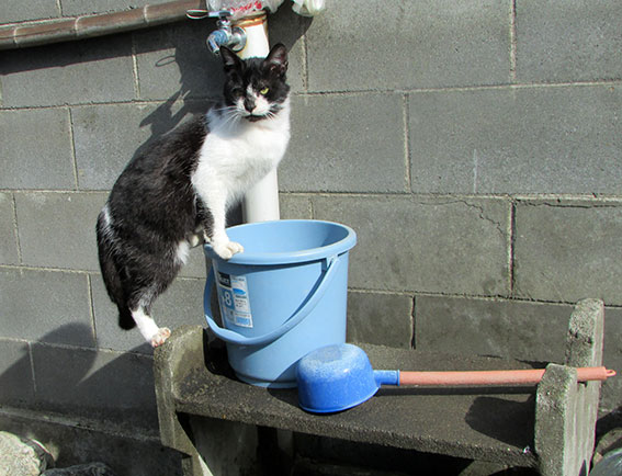 我が家のニャンコ♪2015/2/8-3