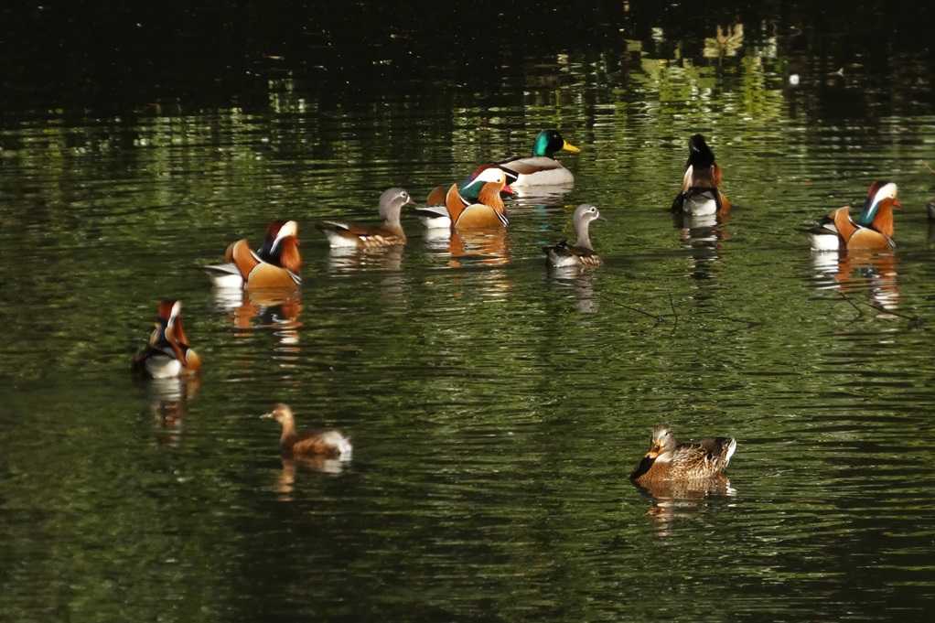 515