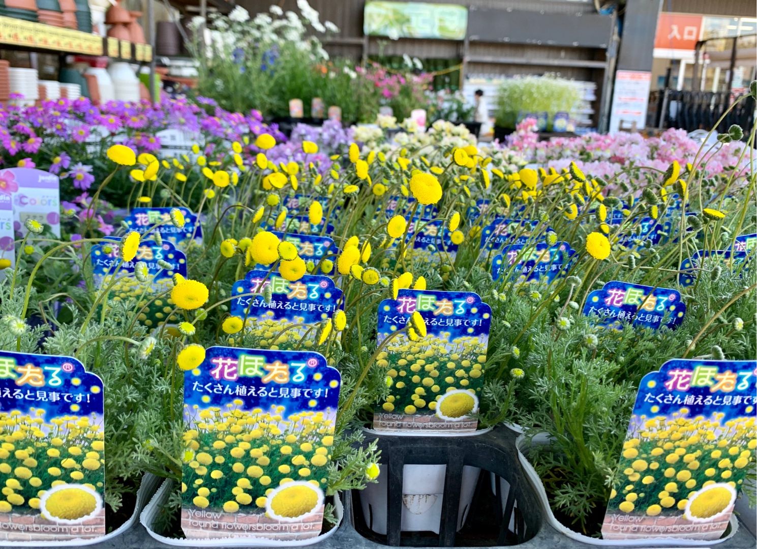 ホームセンターで花の撮影だけしてたら 夫が買っていいと言うので慌てて５鉢購入 フードコートでお茶 Music Land 私の庭の花たち 楽天ブログ