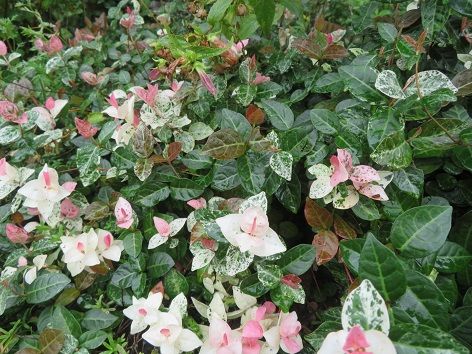 クフェアとハツユキカズラ キーマカレーをおすそ分け 静かな時が流れる 風の庭 楽天ブログ