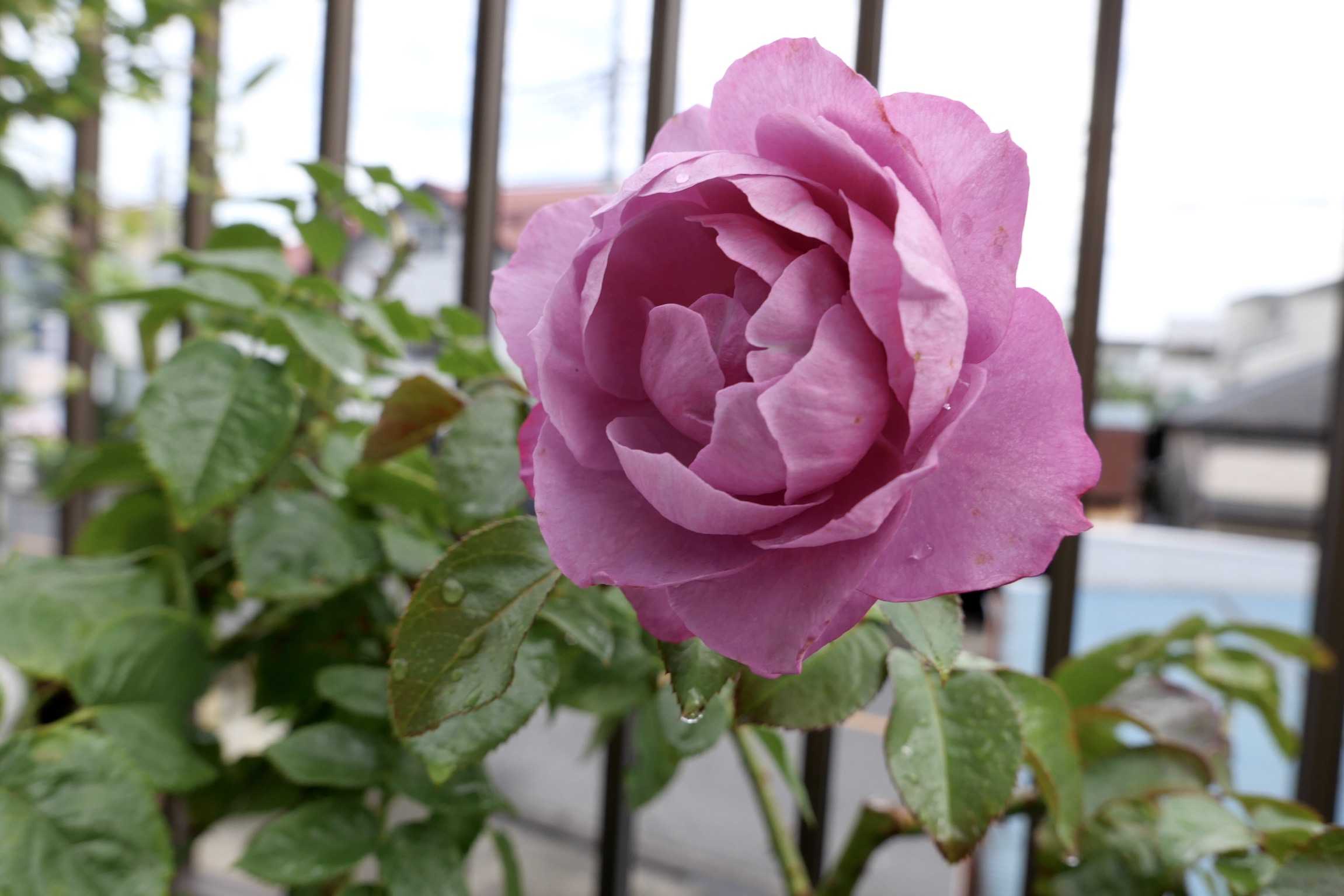 ベランダのバラ シュリンクス Quatre Saisons ベランダとお庭の四季 楽天ブログ