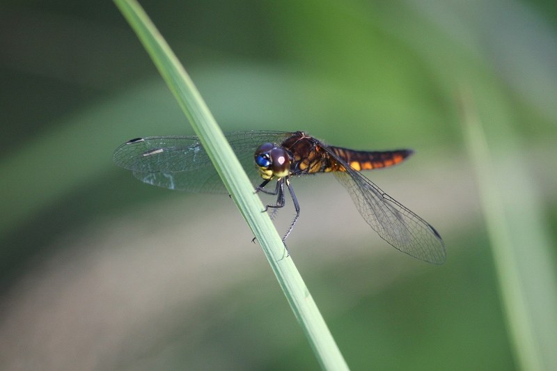 IMG_2030 (800x533).jpg