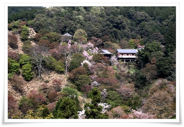 吉野山-17 如意輪寺 16.4.12