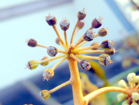 受粉済みのめしべの周りに白い部分が見える花