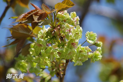 浜離宮恩賜庭園の八重桜