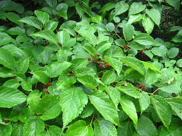 IMG_1973.JPG