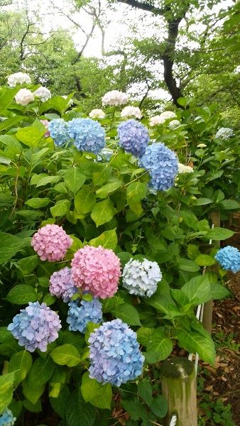 網引き公園のアジサイと 西宮神社の花菖蒲 はっはあーのブログ 楽天ブログ