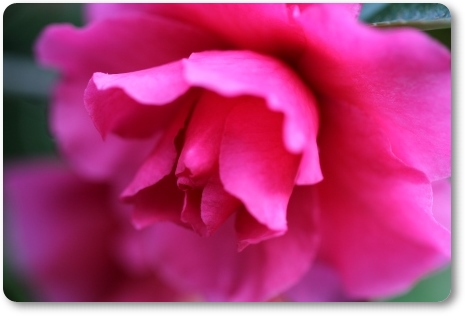 自宅の庭-10 サザンカ 13.12.9