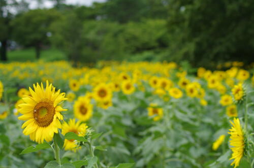 花の丘のヒマワリ