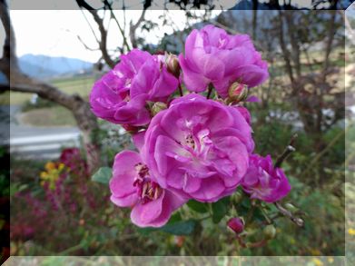 DSC01410.JPG