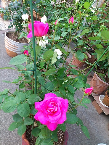 ピンクピース　2013.5.9 (2)A.jpg