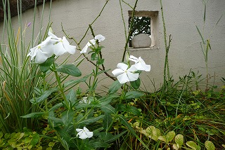 P1040555ss.jpg