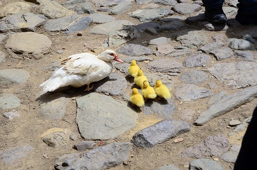 親鳥と雛