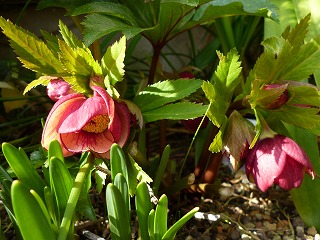 P1020743ss.jpg