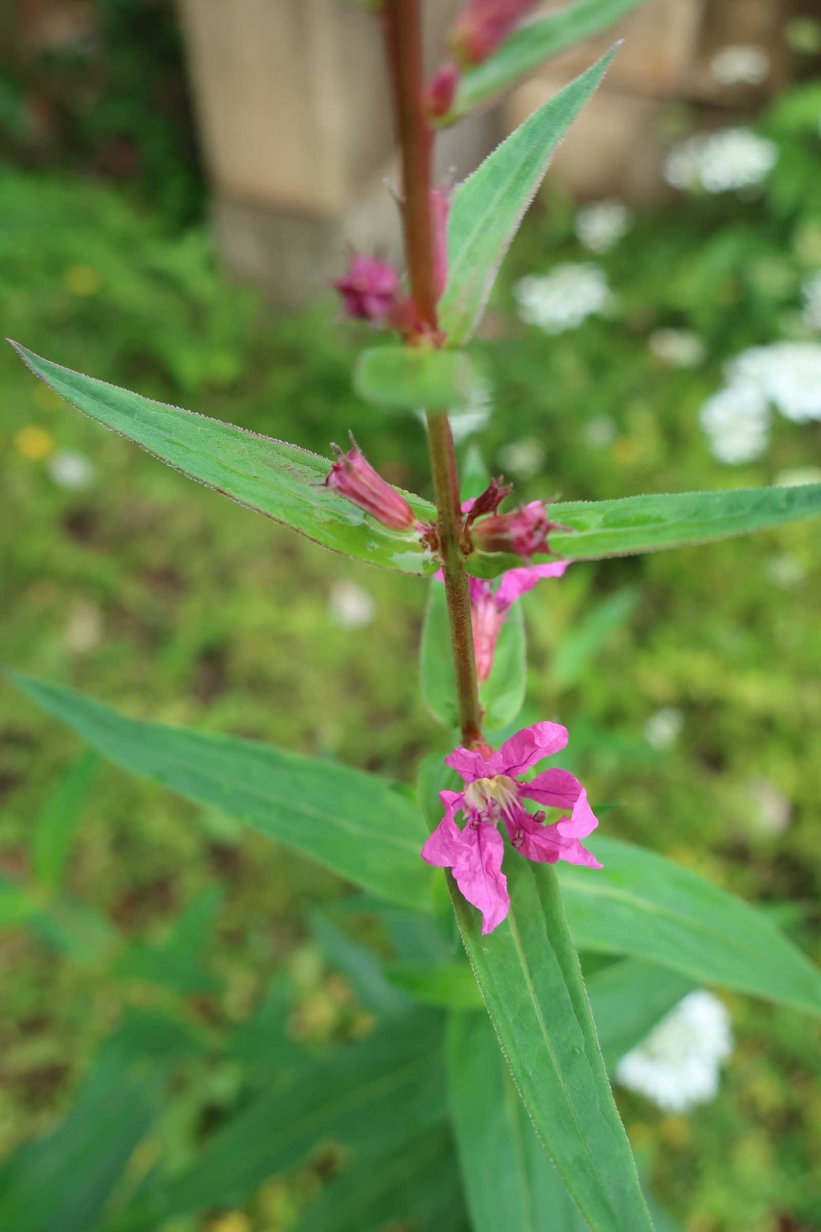 夏の花 いろいろ 今日の空はあおい 楽天ブログ