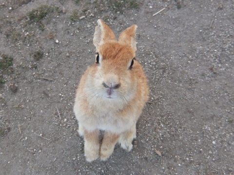 うさぎ島 大久野島 rabbit island bunny