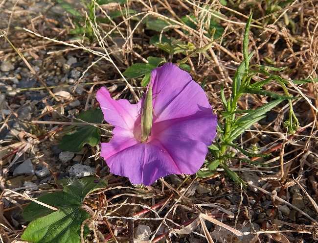 琉球 アサガオ 野朝顔 秋 虫