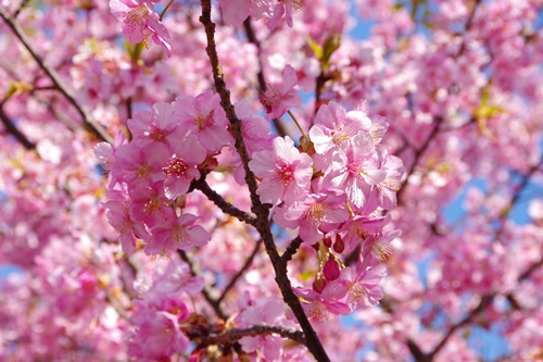 三浦海岸の河津桜