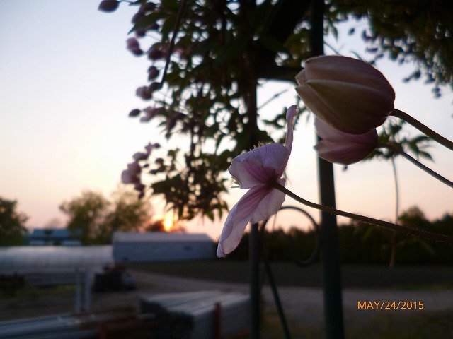 P1090383.jpg