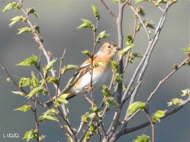 アトリ2023年4月2日