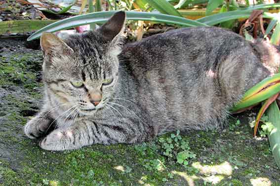 我が家のニャンコ♪2016/07/09-2