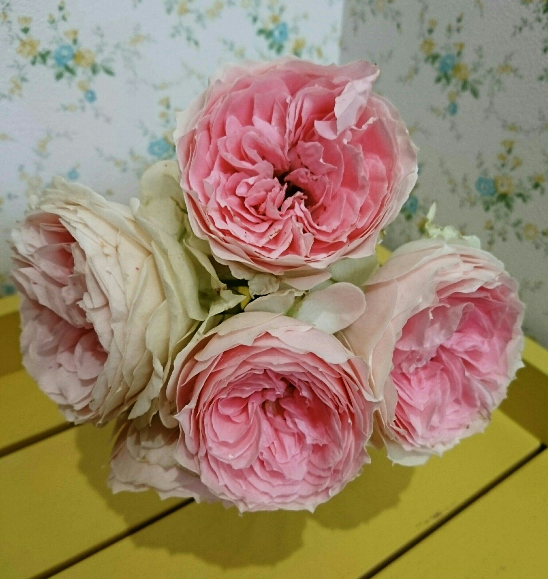 バラの開花 パシュミナとクラリス 青空カレンダー 楽天ブログ